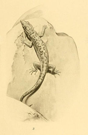 Descrierea imaginii Sphaerodactylus pacificus 01-Barbour 1921.jpg.