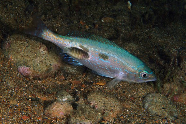 Anilocra (Cymothoidae) parasitising the fish Spicara maena, Italy