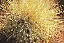 Spinifex grass