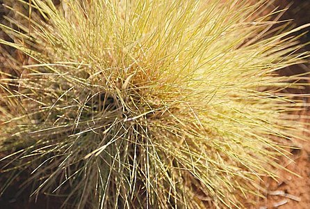 Spinifex grass