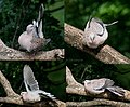 Preening in Kolkata, West Bengal, India.