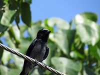 Sri Lanka Drongo - Sri Lanka - 01.jpg