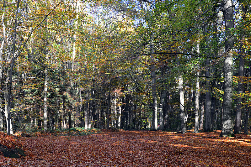 File:Staatsforst Rantzau - Lichtung im Herbst 01.jpg