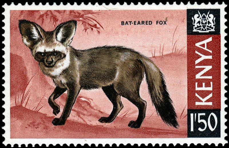 File:Stamp of Kenya - 1969 - Bat-eared Fox - Otocyon megalotis.jpeg