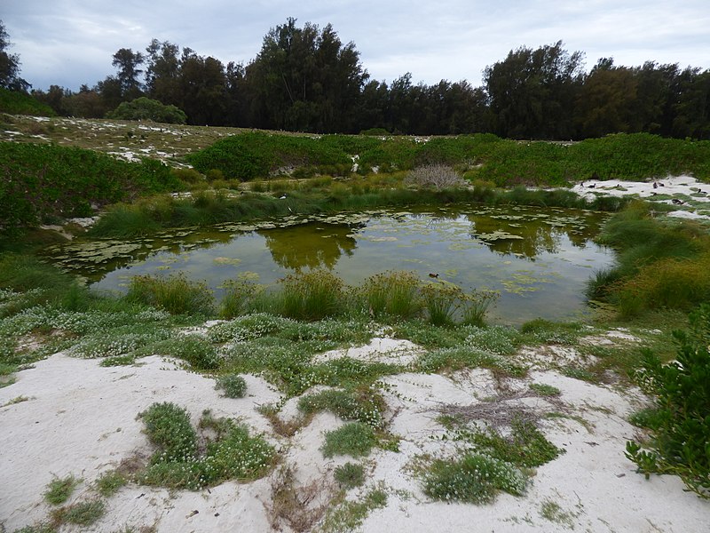 File:Starr-170629-0321-Cyperus polystachyos-view seep with Laysan Albatross chicks-Radar Hill Seep Sand Island-Midway Atoll (36320226181).jpg