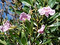 Tabebuia rosea