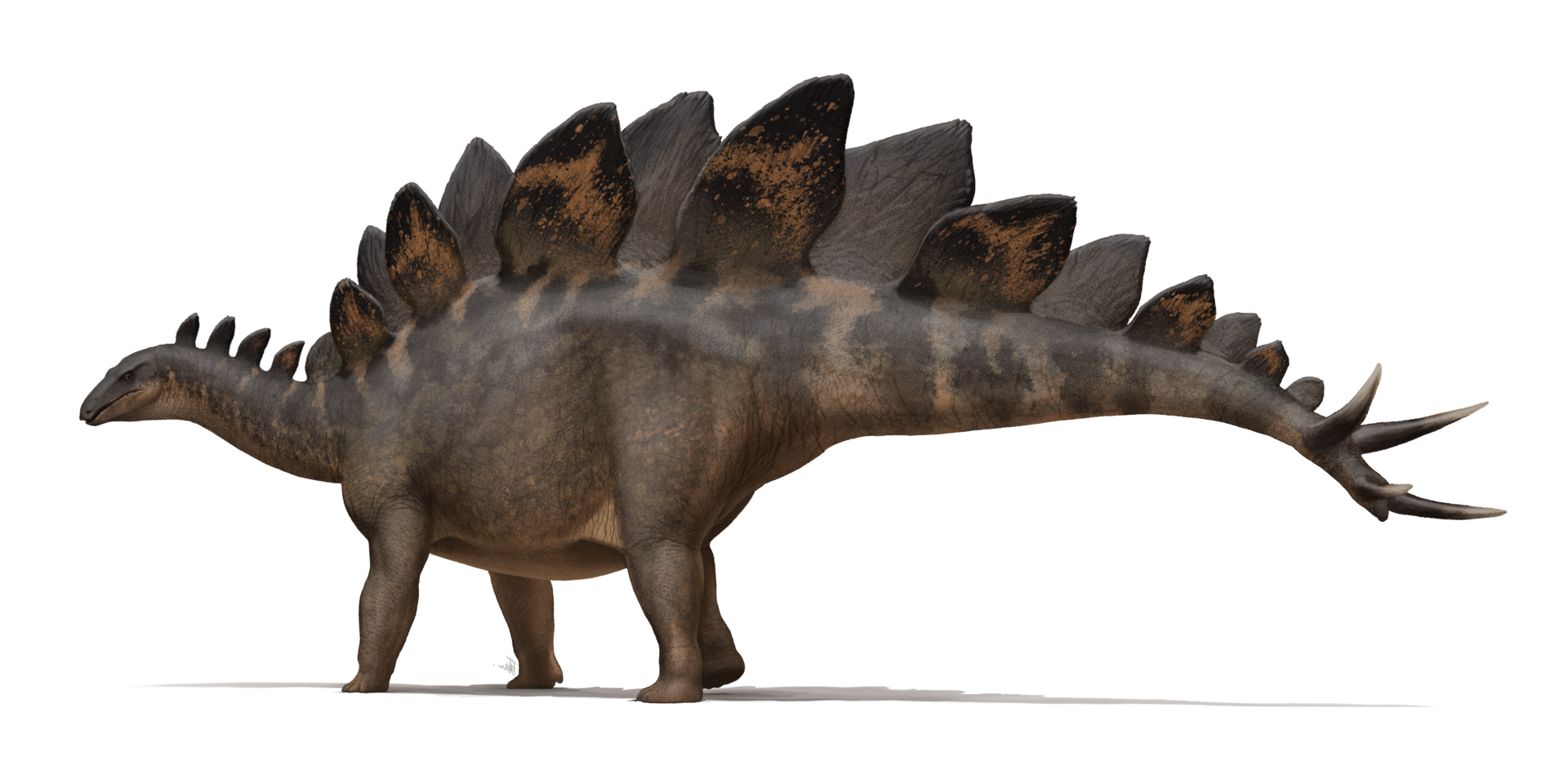 Stegosaurus menorah
