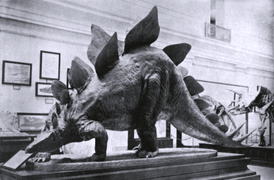 Реконструкция S. stenops в натуральную величину в Национальном музее естественной истории, Вашингтон, около 1911 года