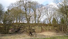 Sandstone quarry with beeches