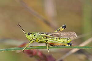 Marsh insect (Stethophyma grossum)