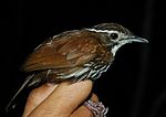 Thumbnail for Striated wren-babbler