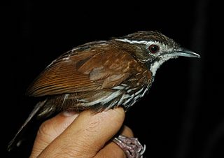 <span class="mw-page-title-main">Striated wren-babbler</span> Species of bird