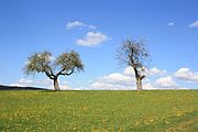 Streuobst, Apfelbaum