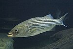 Striped Bass in the Baltimore Aquarium.jpg