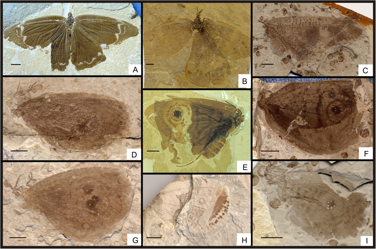 High niche diversity in Mesozoic pollinating lacewings