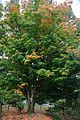 Whonnock Sugar Maple Trees Maple Ridge 1873