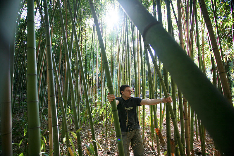 File:Sukhumi Botanical garden - Bamboo forest (3337655465).jpg