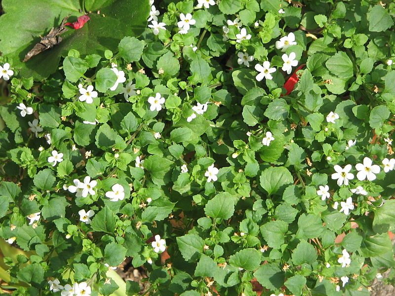 File:Sutera cordata Snowflake.jpg