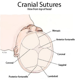 Cranial sutures viewed from top of head Sutures from top.png