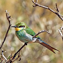 Swallow-tailed bee-eater (Merops hirundineus hirundineus).jpg