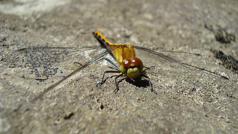 File:Sympetrum obtrusum, Female 01.jpg