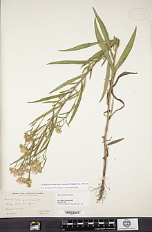 S. anticostense herbarium specimen Symphyotrichum anticostense herb sp GH 00650133.jpg