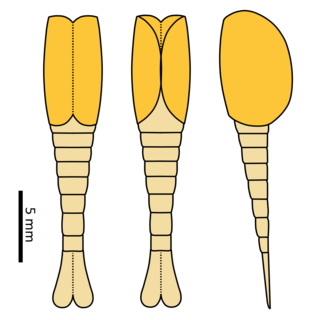 <i>Synophalos</i> Extinct genus of arthropod