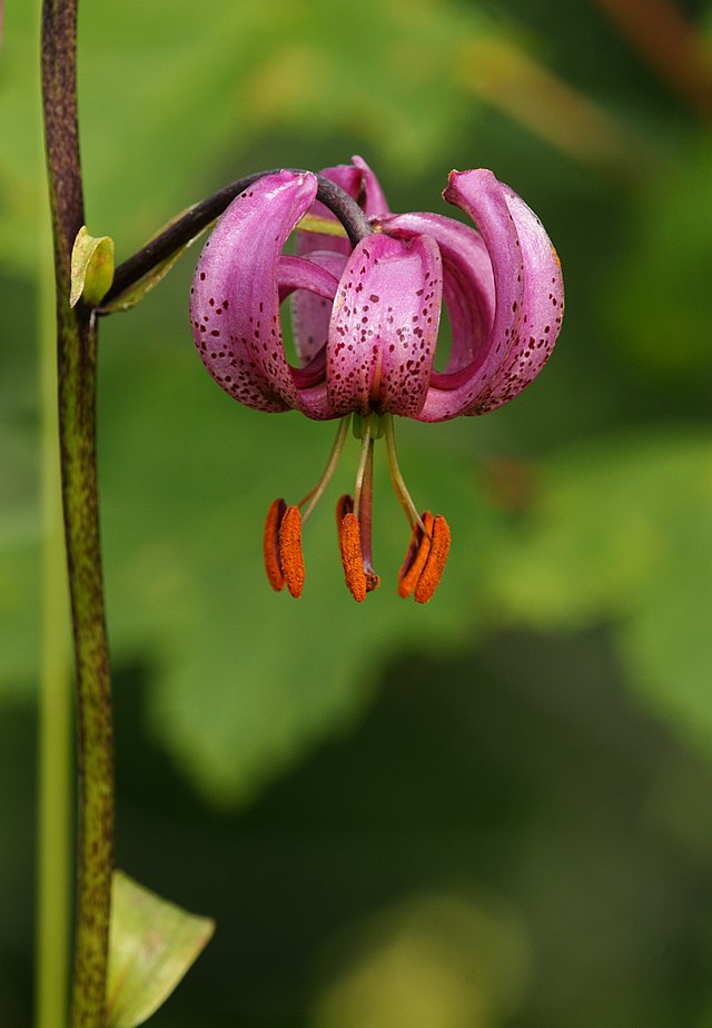 Цветок лилии кудреватой (Lilium martagon)