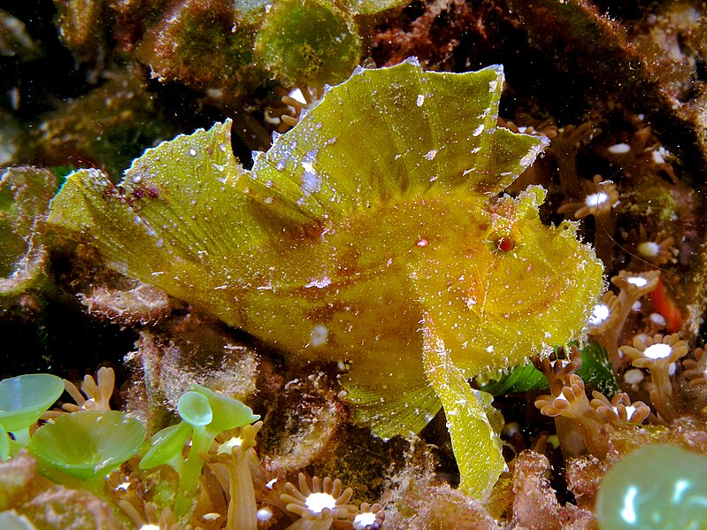 File:Taenianotus triacanthus (Yellow leaf scorpionfish).jpg