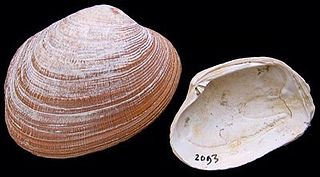 Grooved carpet shell species of mollusc