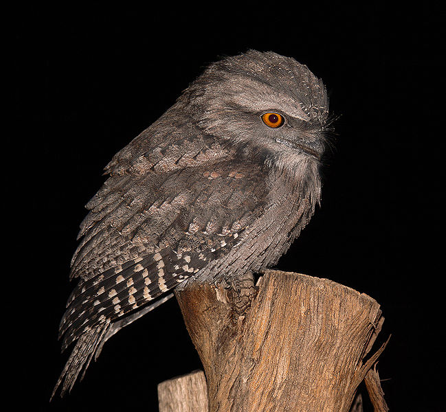 File:Tawny frogmouth wholebody444 edit1.jpg