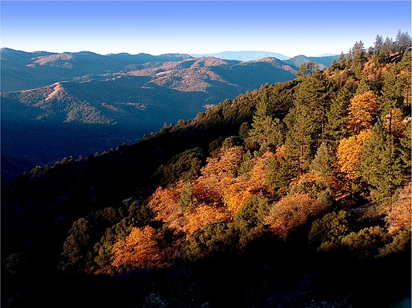 The California mixed evergreen forest plant community in the upper Tehachapi Mountains