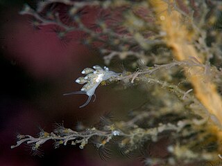 Tergipedidae Family of gastropods