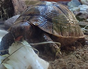 Resim açıklaması Testudo graeca marokkensis.jpg.