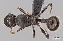 The black ant species Tetramorium nazgul