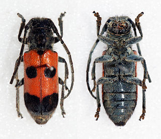<i>Tetraopes paracomes</i> Species of beetle