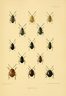 The Coleoptera of the British islands (Plate 138) (8592923224).jpg
