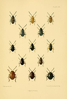 Die Coleoptera der britischen Inseln (Tafel 138) (8592923224) .jpg