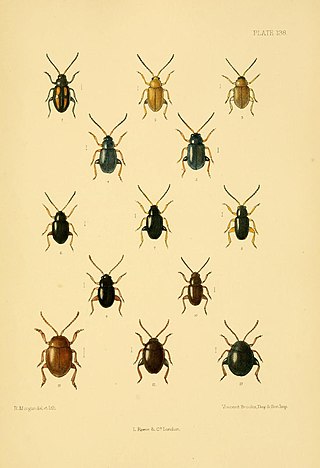 <i>Apteropeda globosa</i> Species of beetle