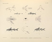 הדגים של הנילוס (Pl. LXXVI) (6815508778) .jpg