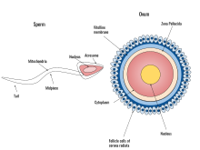 The sperm and ovum during fertilization.svg