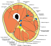 Thigh cross section.svg