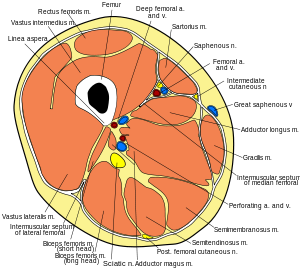 Thigh cross section.svg