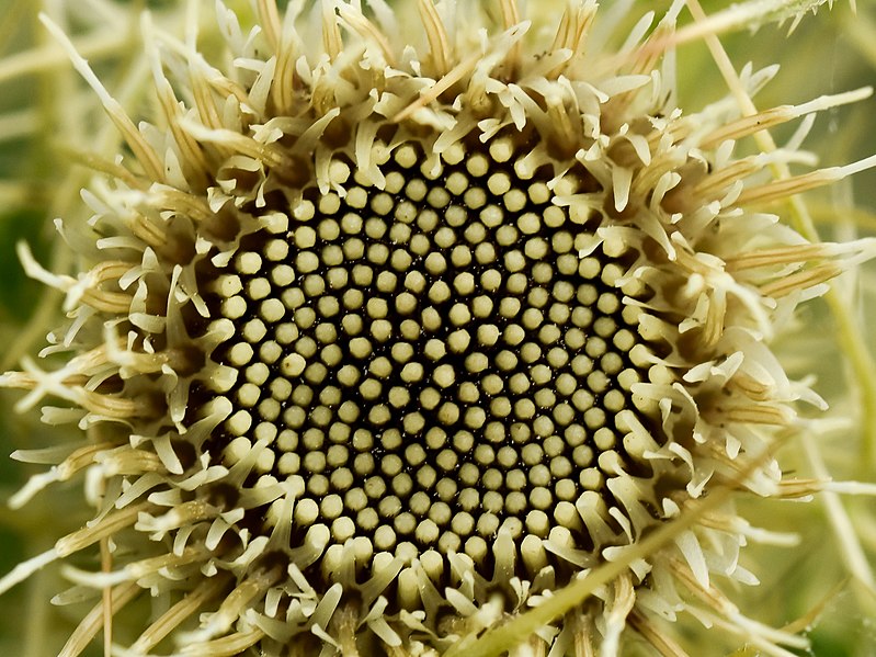 File:Thistle florets Prashar Himachal Aug20 D72 17090.jpg