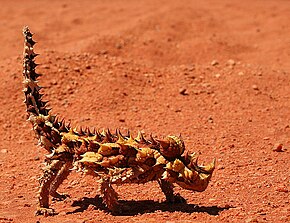 Descrierea imaginii Thornydevil02.jpg.