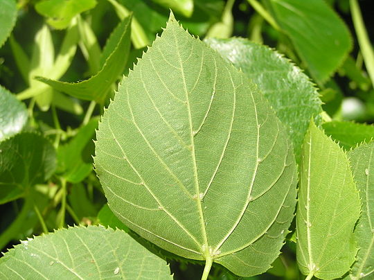 Tilia квентин биш. Tilia platyphyllos листья. Tilia platyphyllos сырье. Tilia platyphyllos 'Fastigiata'.