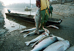 Mrtvé ryby v řece Tisa