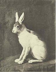 Hare