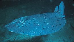 Some Pacific electric rays have dark spots on the upper surface. Torpedoray 300.jpg