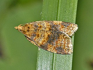 <i>Epagoge grotiana</i> Species of moth